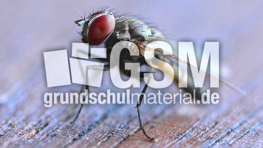 Stubenfliege (6).jpg